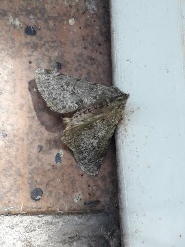 Phigalia pilosaria